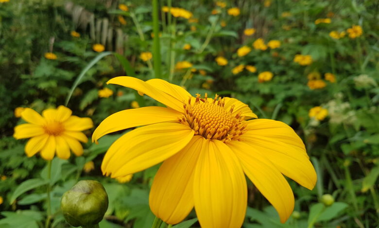 yellow flowers in the Philippines