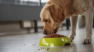 The Importance of a Balanced Diet for Your Dog’s Overall Health